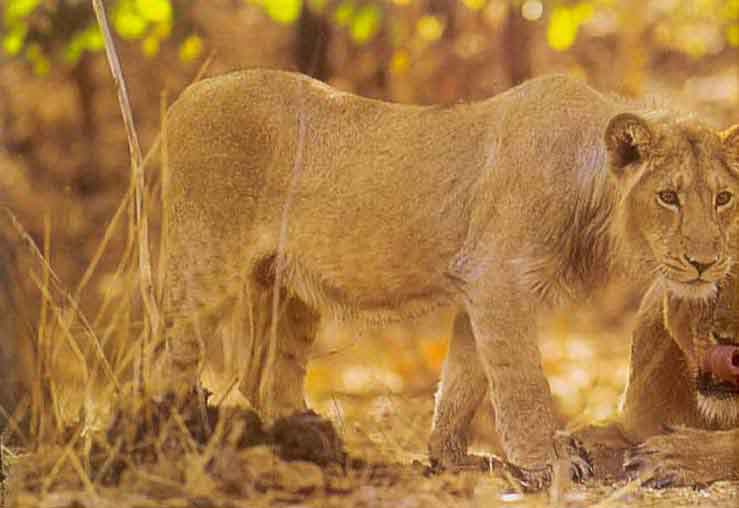 Asiatic Lion