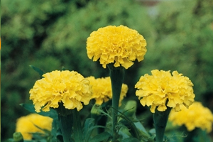 How to grow Marigold : Flowering plants Gardening