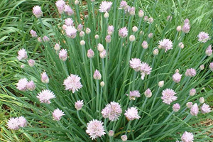 Garlic flower
