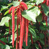 Acalypha Hispida-Cat's tail