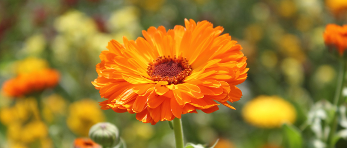 marigold