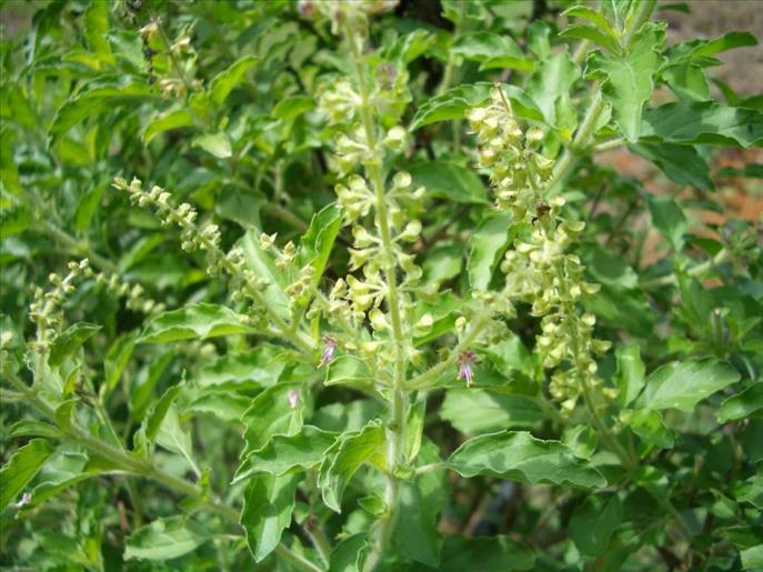 Tulsi for healing