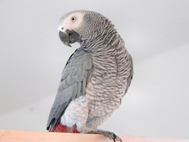 African Greys