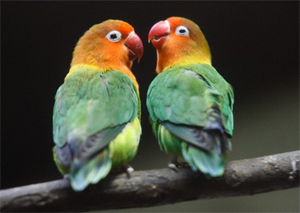 LOVEBIRDS 