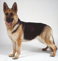 German Shepherd 