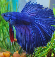 Betta