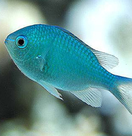 Damselfish