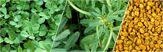 Fenugreek