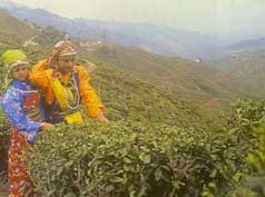 Women plucking leaves in tea gardens