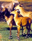 NILGAI