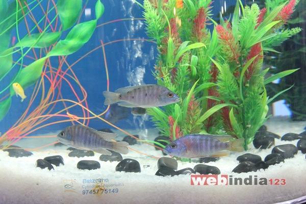 Aqua Pet Consumer Show 2015