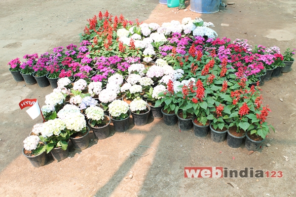 Cochin Flower Show 2015