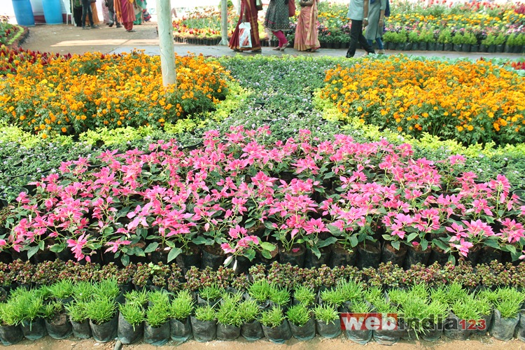 Cochin Flower Show 2017