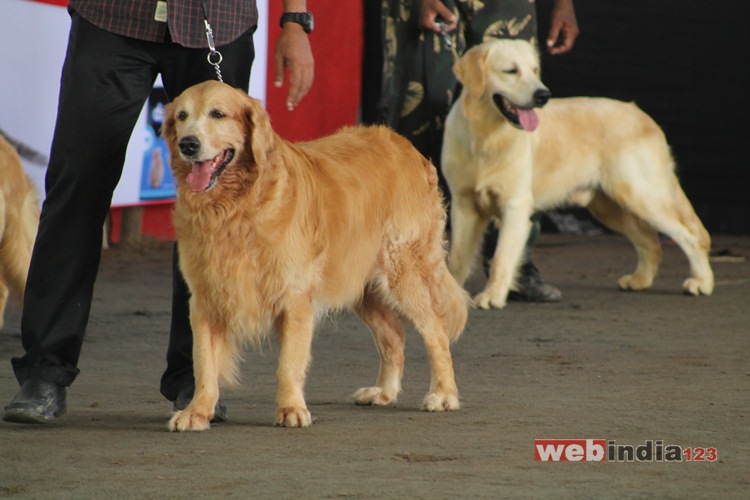 Dog Show 2016