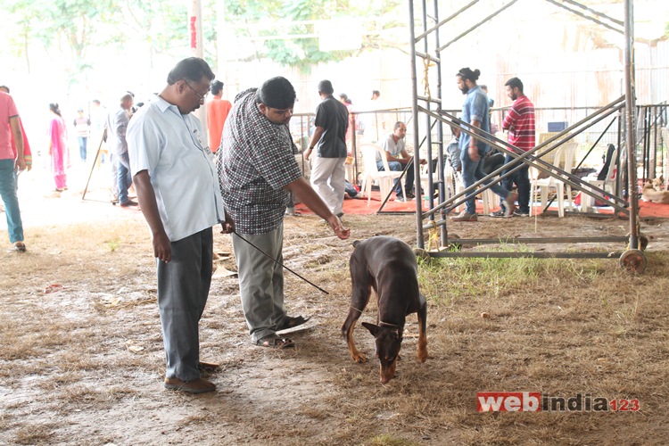 Dog Show 2016