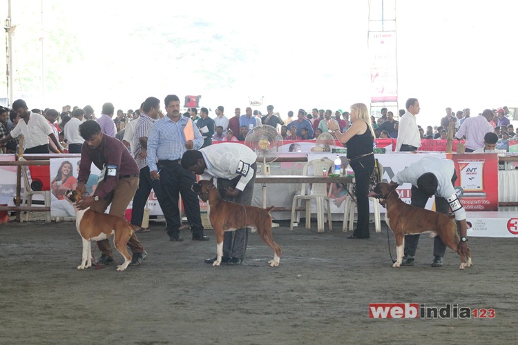 Dog Show 2016