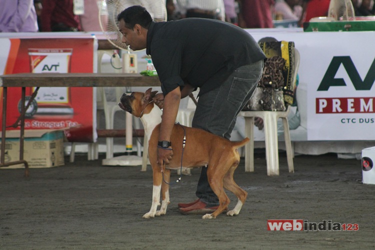 Dog Show 2016