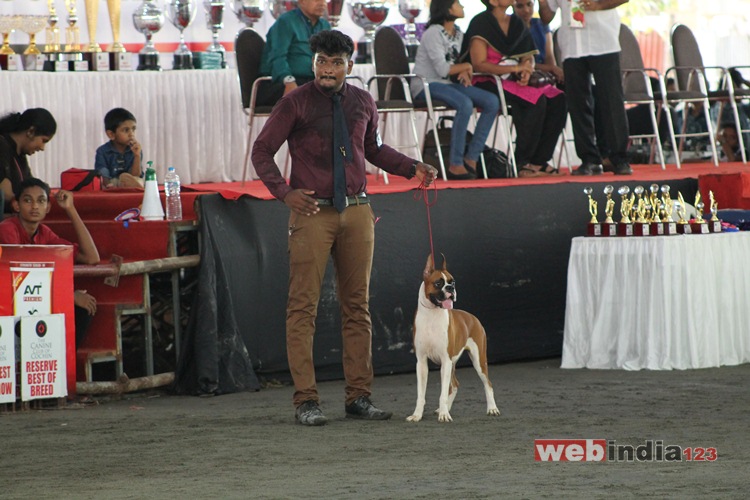 Dog Show 2016