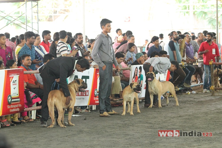 Dog Show 2016