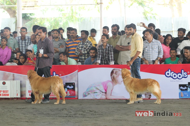 Dog Show 2016