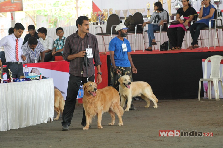 Dog Show 2016