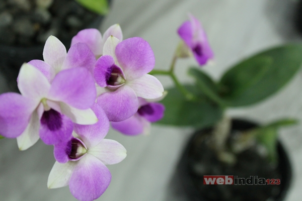 International Orchid Fest 2014 at Marine Drive