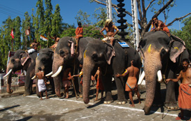 Guruvayur aanayottam