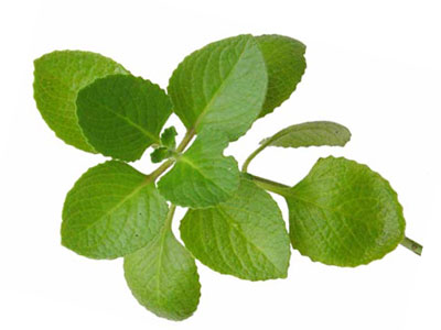 Oregano