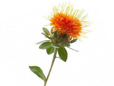 Safflower