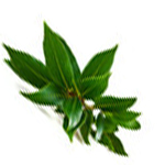 Bay leaf