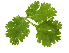 Coriander leaves