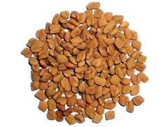 Fenugreek