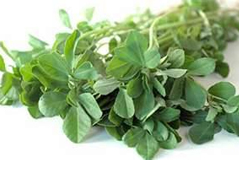 Fenugreek leaves