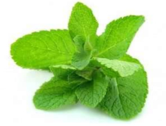 Mint leaves