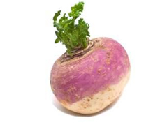 Turnip