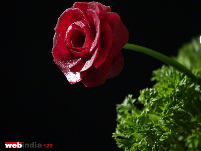 Beetroot Rose Flower