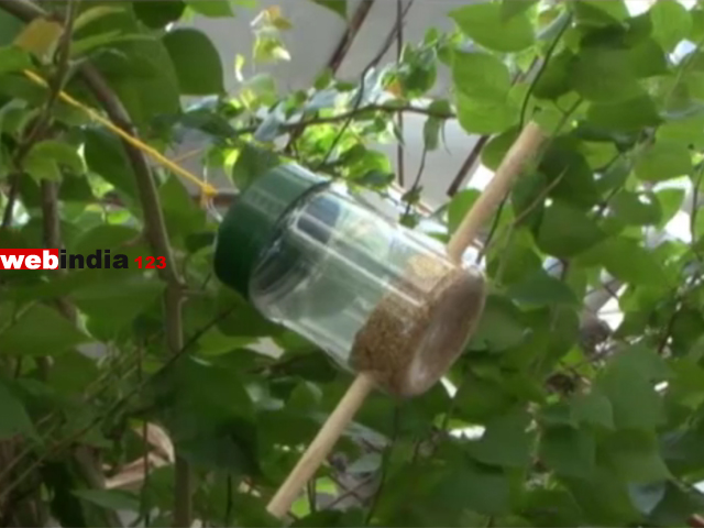 Container Bird Feeder