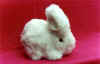 rabbit.jpg (47785 bytes)