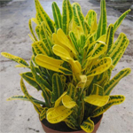 Banana Croton