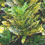 Gold Dust Croton