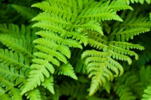 Boston Fern