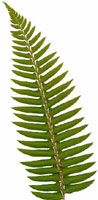 A frond of the Boston fern