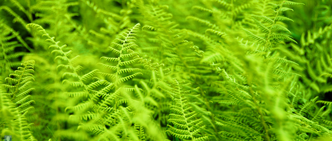 Ferns