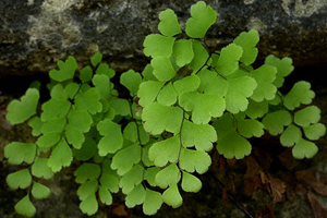 Southern Maidenhair Fern