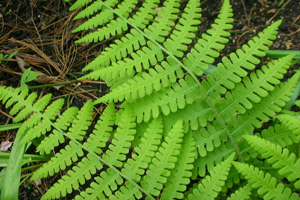 Spleenwort Fern