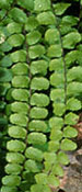 Fronds of Spleenwort Fern