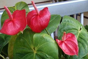 Anthurium