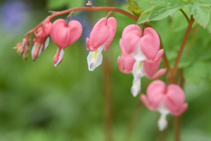 Bleeding Heart