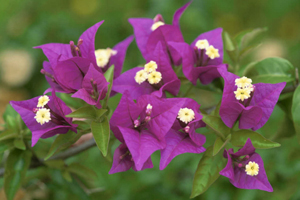 Bougainvillea