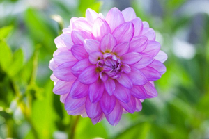 Dahlia